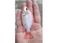 بچه ماهی تیلاپیا