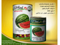 بذر هندوانه کریمسون - هندوانه صادراتی