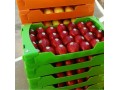 جعبه مخصوص صادرات انواع میوه  09120578916