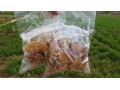 فروش قارچ و بذر گانودرما