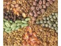 ترخیص بذر و نشاء گیاهان زینتی و غیر زینتی - گیاهان دارویی مهم ایران