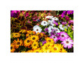 Icon for فروش بذر گل های گلخانه ای ، باغچه ای و آپارتمانی