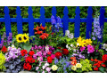 Icon for فروش عمده بذر گل ، فروش بذر انواع گل داخلی و خارجی