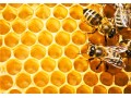 فروش عسل از تولید به مصرف شیراز
