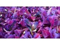 خرید و فروش عمده گل گاوزبان( شرکت پایار تجارت زمردین) - بذر گل گاوزبان