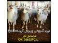 دوره آموزشی پرورش گوسفند لاکن - گوسفند تراش برقی