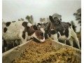 دوره آموزشی پرواربندی گوساله - وام پرواربندی
