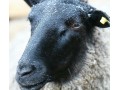 دوره آموزشی گوسفند داشتی رومانف - گوسفند تراش برقی