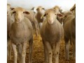 کارگاه آموزش عملی پرواربندی گوسفند و بز  - گوسفند زنده با قصاب