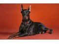 دوبرمن بهترین سگ برای نگهبانی - نگهبانی ساختمان