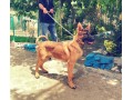 فروش سگ مالینویز آموزش دیده - موی آسیب دیده