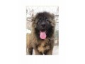 Icon for بزرگترین سگ قفقاز