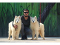 AD is:  فروش سگ سامویید ، قیمت توله ساموید 