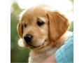  فروش توله گلدن های باهوش  - باهوش ترین سگ دنیا