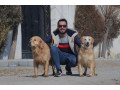 AD is: خرید و فروش سگ گلدن رتریور در کرج و تهران