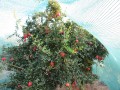توری سایبان(شید) در باغ انار  کاربرد توری سایبان یا توری شید در باغات انار  برای جلوگیری از آفتاب سوختگی میوه انار  (پوشش دهی جهت سایه اندازی و محافظت - کرم ضد آفتاب