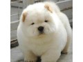 Icon for توله های چاوچاو (chow chow)