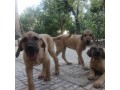توله های سرابی - عکس سگ سرابی و قفقازی