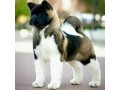 سگ آکیتا آمریکایی(باهوش ، شجاع و نترس) - باهوش ترین سگ جهان