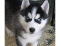 توله هاسکی سگی زیبا با چشمانی رنگین - رز رنگین کمان