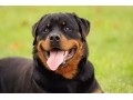 توله سگ های رتوایلر سگ های باهوش و قدرتی - باهوش ترین سگ