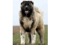 AD is: بهترین و فوق العاده ترین توله های سگ قفقاز
