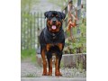 فروش فوق العاده روتوایلر ( سگ پلیس ) - عکس سگ روتوایلر