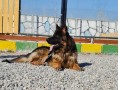 جرمن شپرد یک سگ بزرگ، چابک و عضلانی - ضد دردهای عضلانی