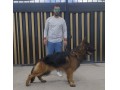 سگ ژرمن شپرد سگ معروف جهانی - ثبت نام در چت جهانی