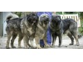 قفقازی سگ نگهبان  - عکس سگ سرابی و قفقازی