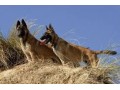 مالینویز، سگ ارتش آمریکا - ارتش سرخ