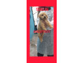 فروش سگ گلدن رتریور - ضریب هوشی بالا - فمیلی داگ امریکا - ضریب انبساط حرارتی