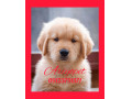 Icon for فروش سگ گلدن رتریور ( مولد وارداتی ) اوکراینی 