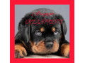 Icon for پرورش تخصصی و فروش سگ روتوایلر ( امریکایی - اروپایی) 