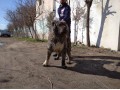 فروش سگ قفقازی توله و مولد - مولد برق