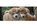 آکیتا محبوب ترین سگ ژاپن - لاک محبوب