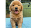 Icon for سگ گلدن سگی با اصالت و خوشگل