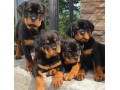 فروش توله سگ رتوایلر اروپایی امریکایی به قیمت تعاونی  بالغ و نرو ماده
