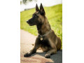 Icon for فروش استثنایی سگ بلژین مالینویز