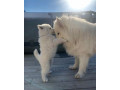 توله سامویید سگ نگهبان مناطق برفی ( توله یک دست سفید ) - سامویید وارداتی
