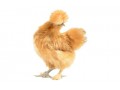 تخم نطفه دار ابریشمی رنگی - تخم نطفه دار مرغ لاری