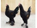 تخم نطفه دار مرغ نژاد مرندی - نژاد اصیل لاری