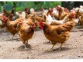 تخم نطفه دار مرغ نژاد محلی بومی - محلی اصلاح نژاد شده