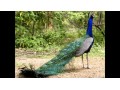 فروش تخم نطفه دار طاووس هندی سبز - طاووس تخم گذار