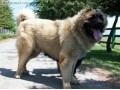 سگ قفقازی اصیل  - قفقازی و سرابی