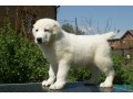 فروش توله آلابای روس درشت - سگ درشت جثه