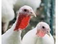 فروش جوجه های بوقلمون صنعتی  یکروزه و یکماهه - طرز جوجه کشی اردک