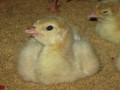 ارائه کلیه خدمات پرورش بوقلمون - پرورش مرغ گوشتی