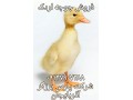 جوجه اردک، فروش جوجه اردک،جوجه یکروزه اردک - طرز جوجه کشی اردک