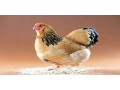 فروش مرغ بومی مرغ تخمگذار مرغ بومی تخمگذار - بومی ساز